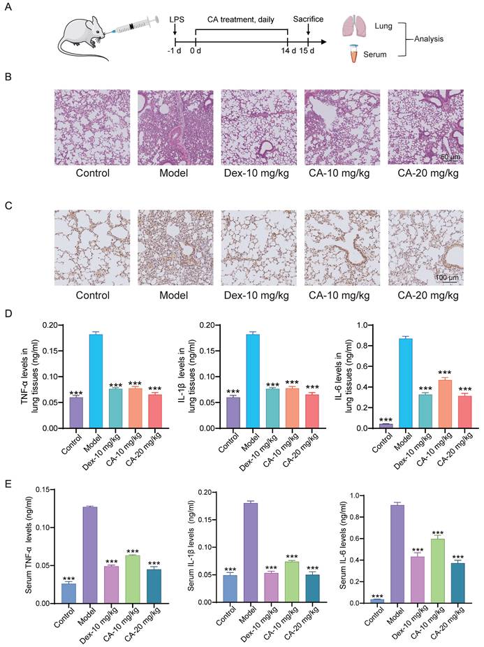 Int J Biol Sci Image