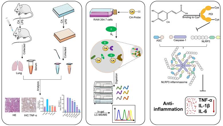 Int J Biol Sci Image