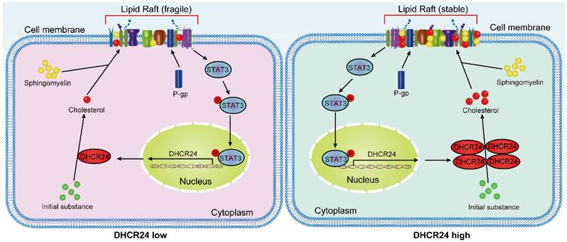 Int J Biol Sci Image