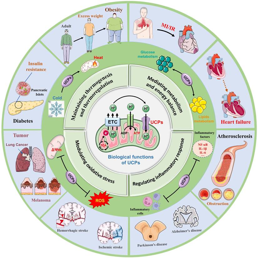 Int J Biol Sci Image