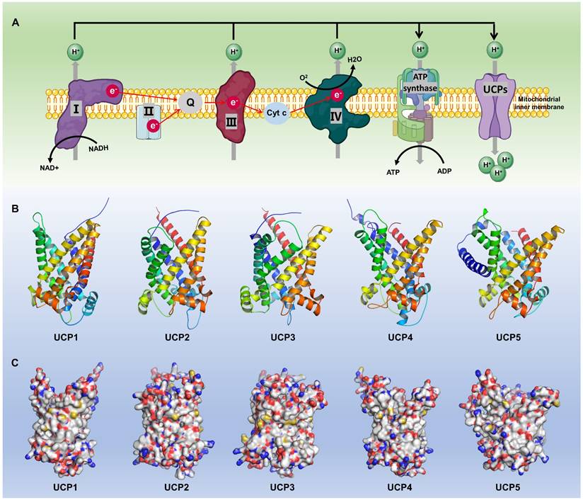 Int J Biol Sci Image