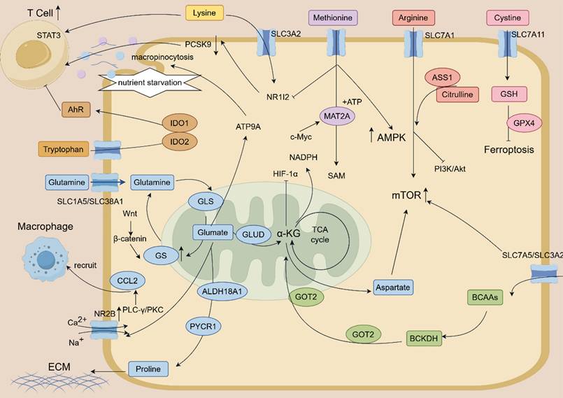 Int J Biol Sci Image