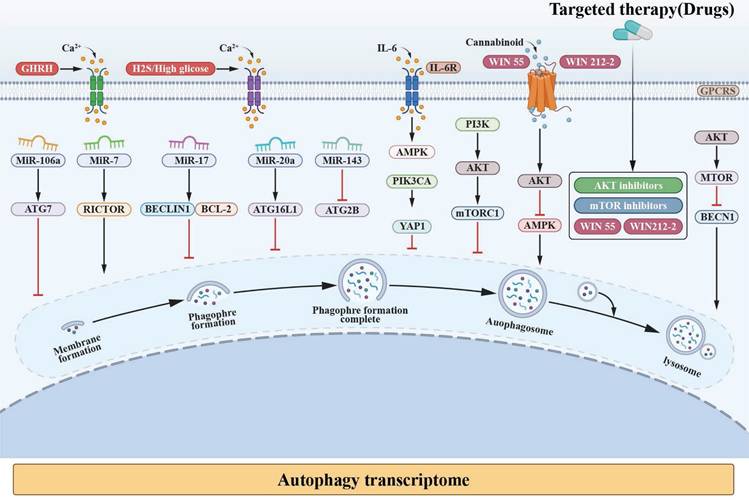 Int J Biol Sci Image