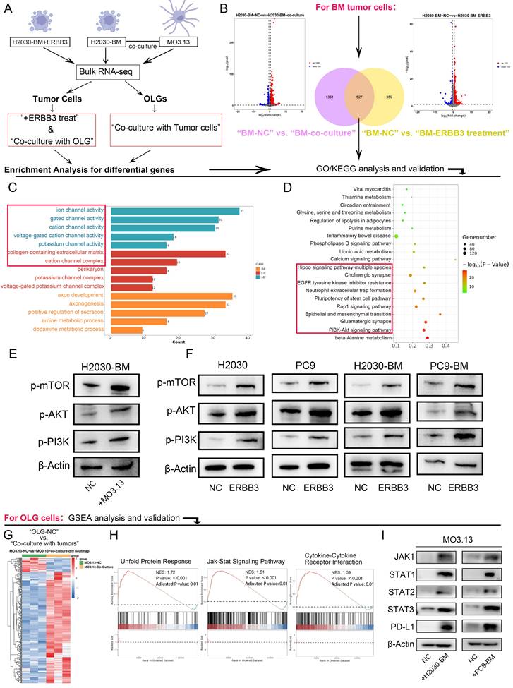 Int J Biol Sci Image