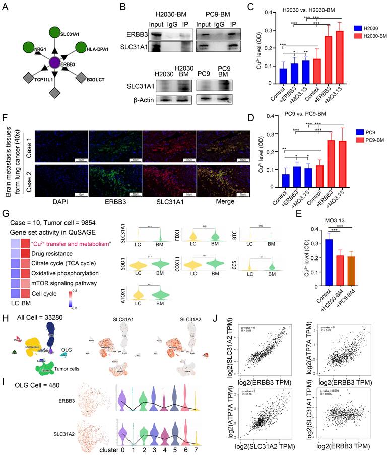 Int J Biol Sci Image