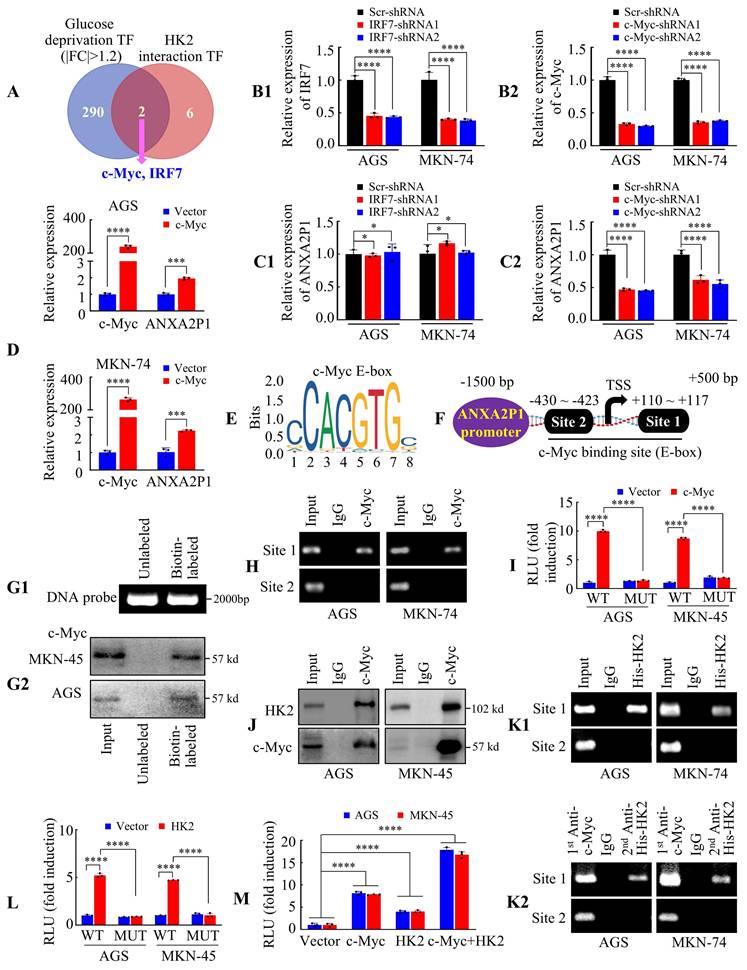 Int J Biol Sci Image