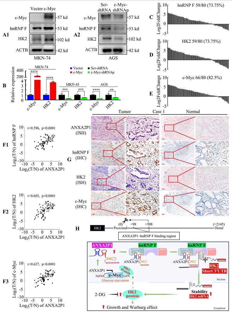 Int J Biol Sci Image