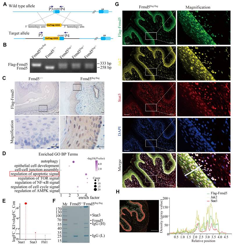 Int J Biol Sci Image