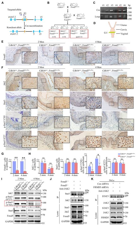Int J Biol Sci Image