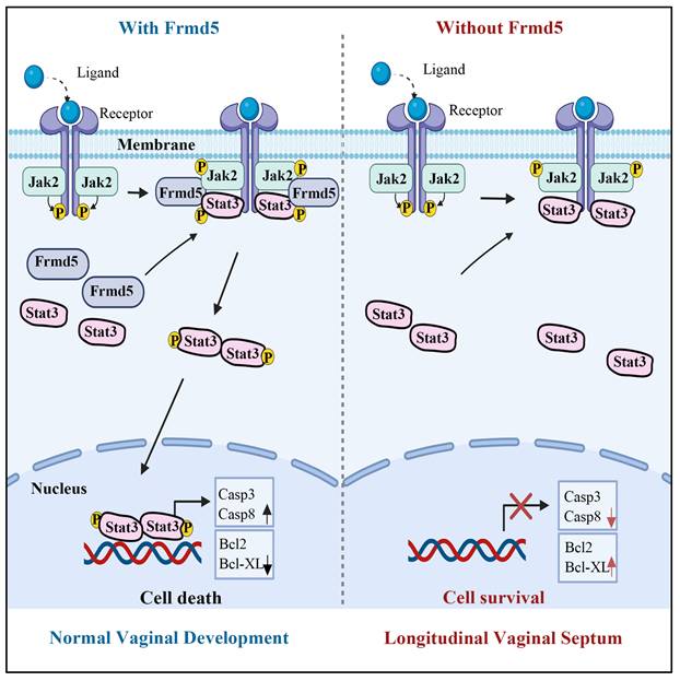 Int J Biol Sci Image