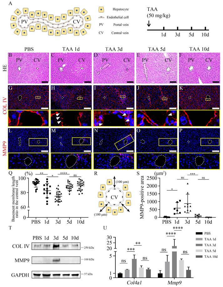 Int J Biol Sci Image
