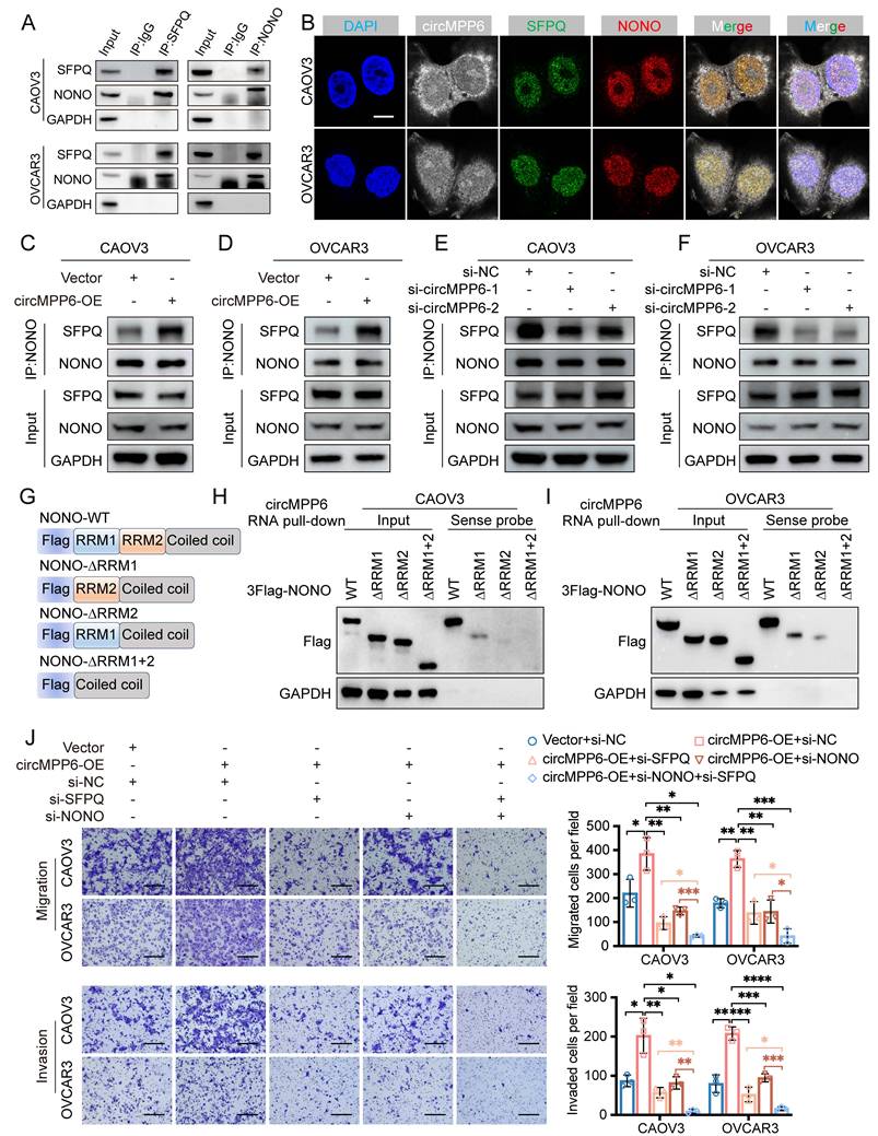 Int J Biol Sci Image