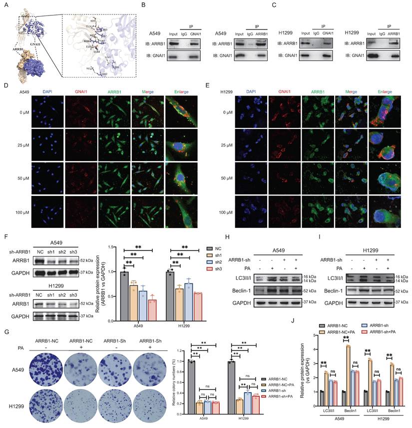 Int J Biol Sci Image
