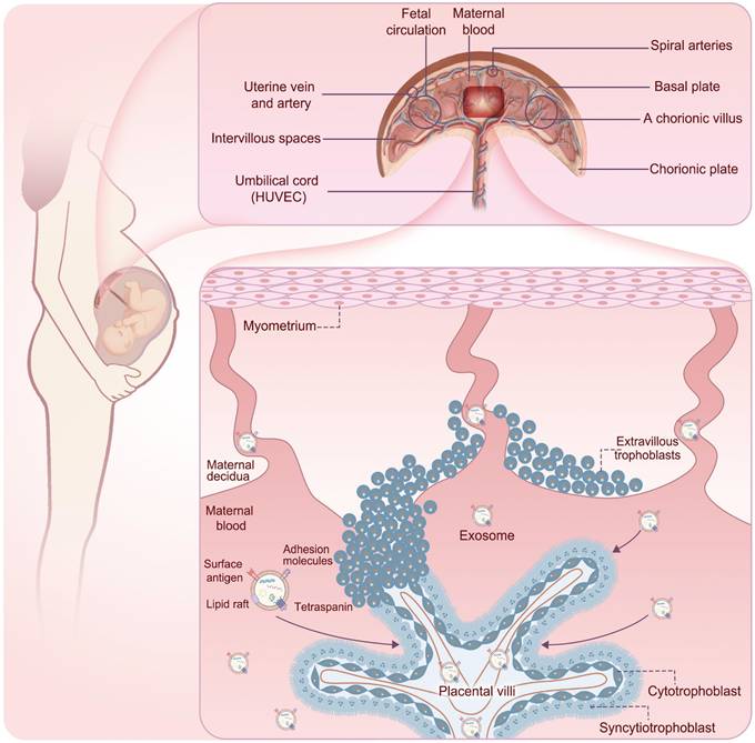 Int J Biol Sci Image
