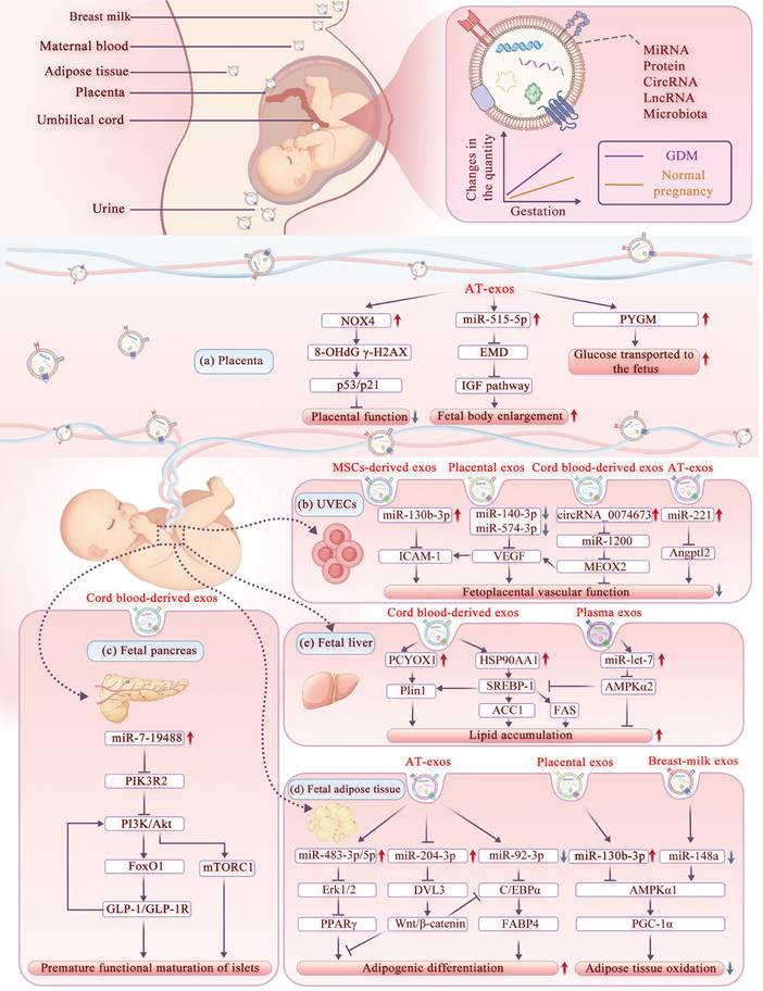 Int J Biol Sci Image