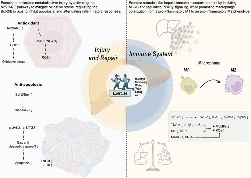 Int J Biol Sci Image