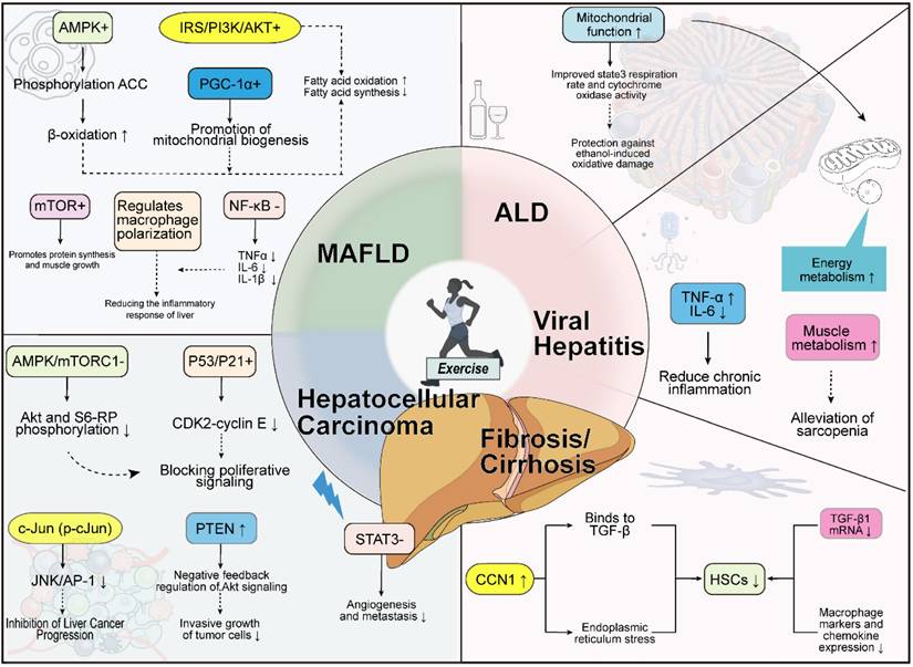 Int J Biol Sci Image