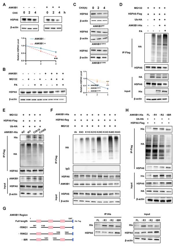 Int J Biol Sci Image