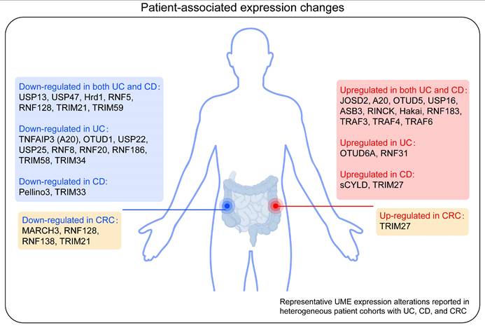 Int J Biol Sci Image