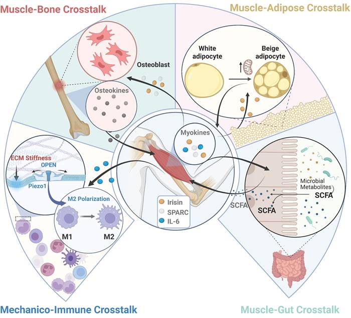 Int J Biol Sci Image