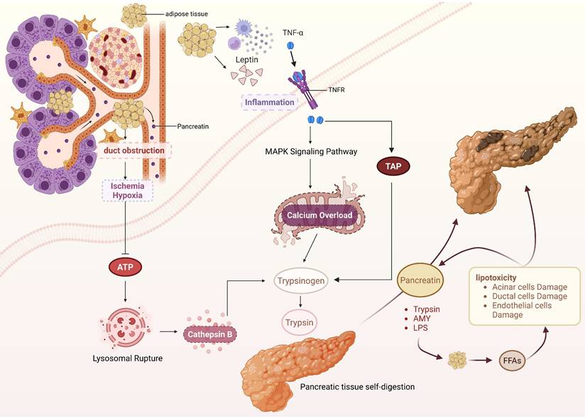 Int J Biol Sci Image