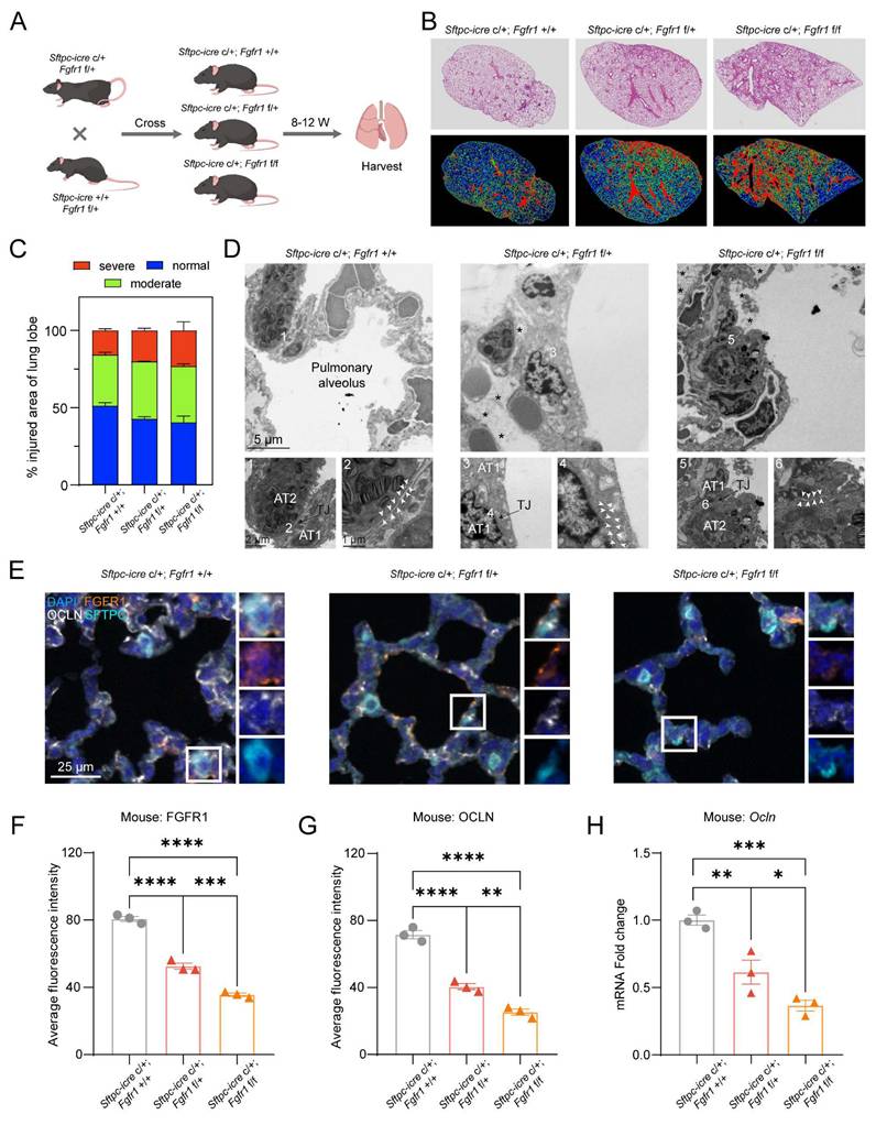 Int J Biol Sci Image