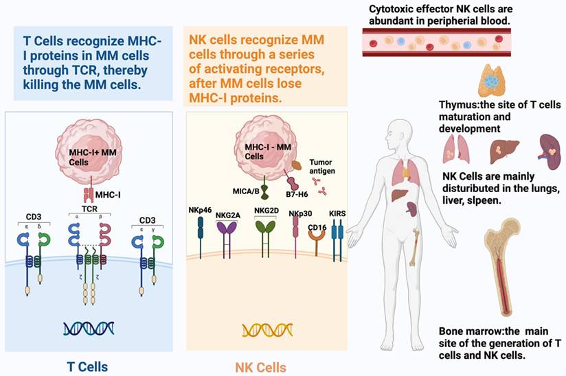 Int J Biol Sci Image