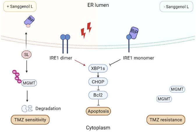 Int J Biol Sci Image