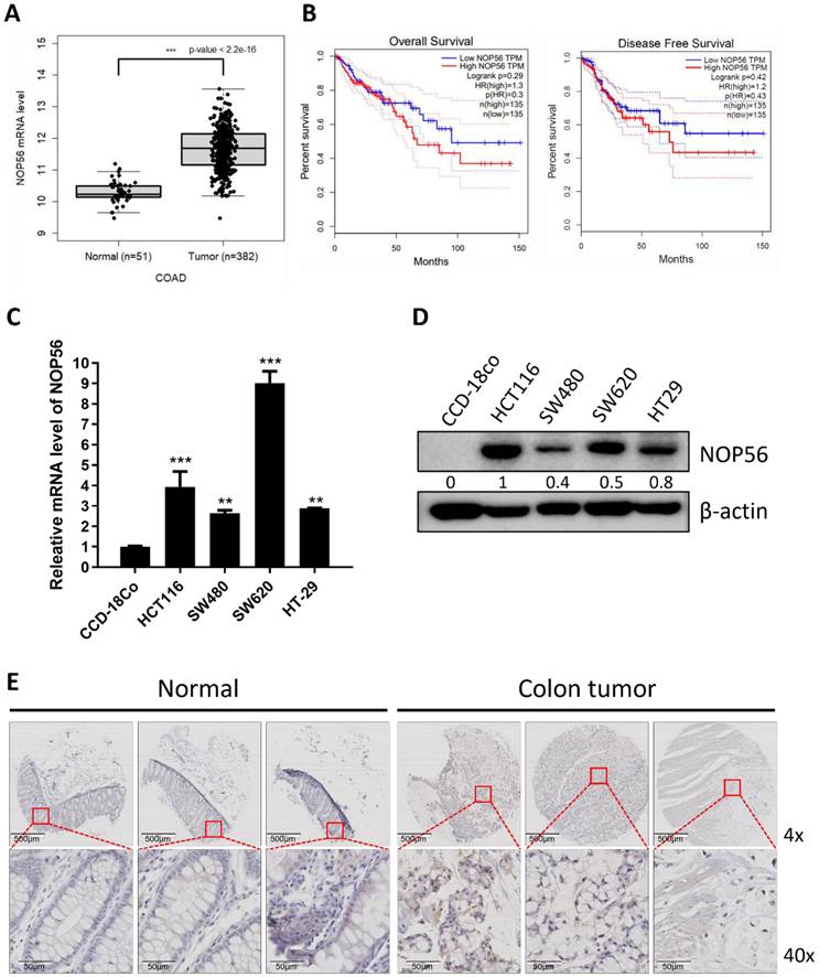 Int J Biol Sci Image