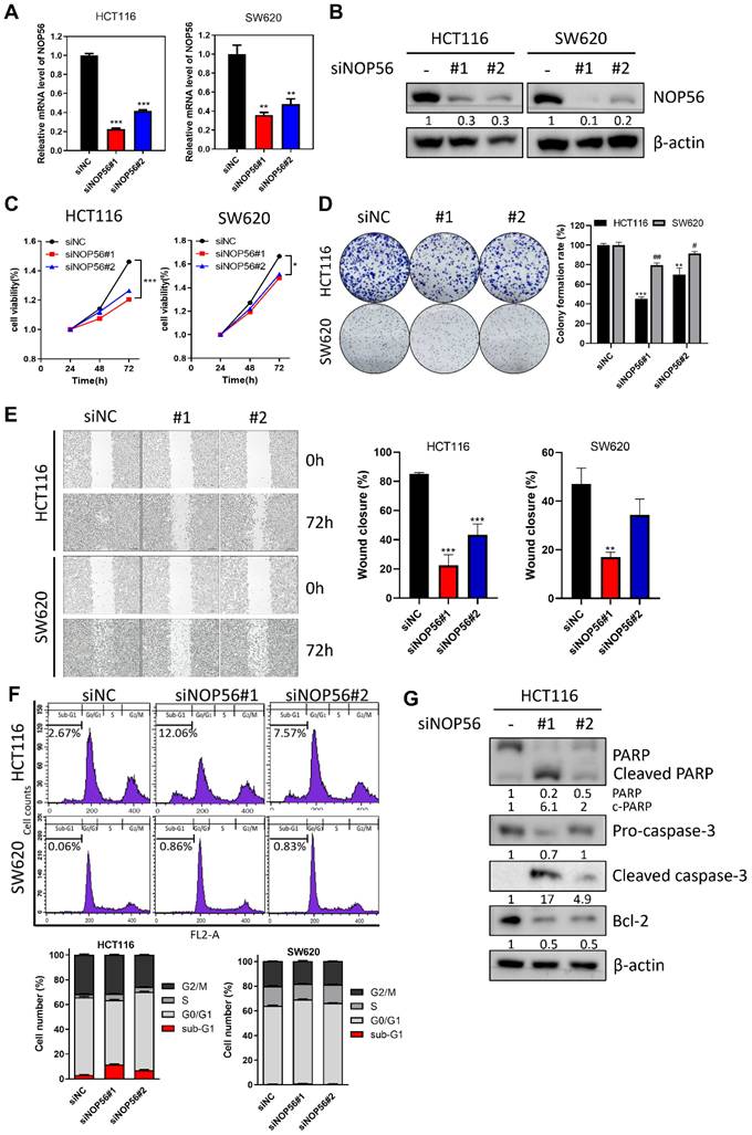 Int J Biol Sci Image