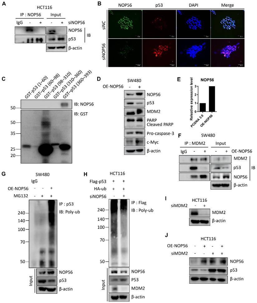 Int J Biol Sci Image