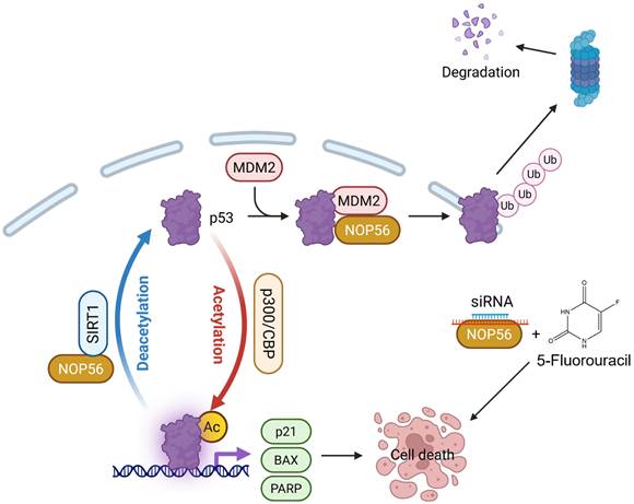 Int J Biol Sci Image
