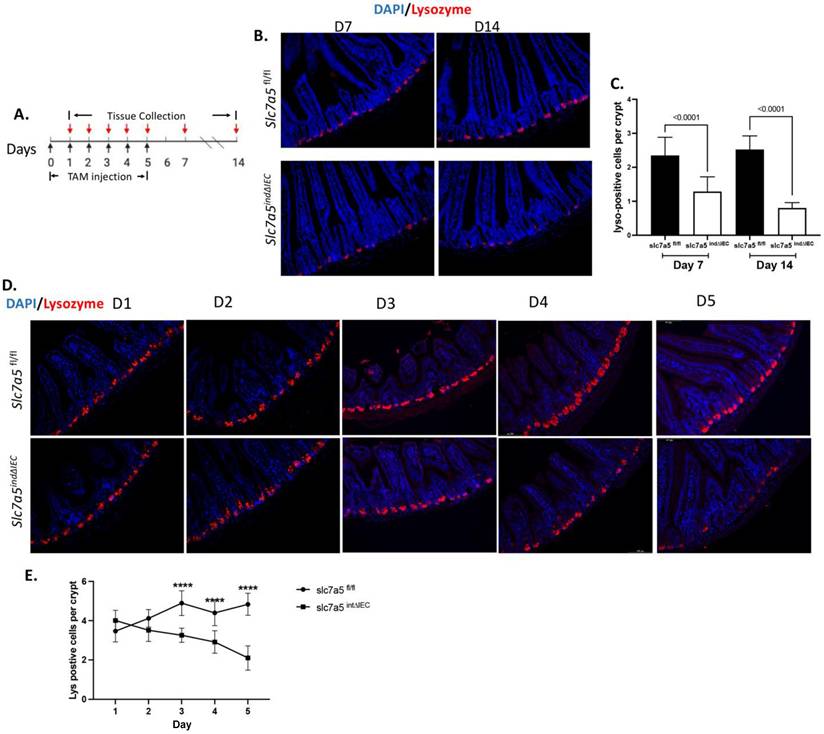 Int J Biol Sci Image