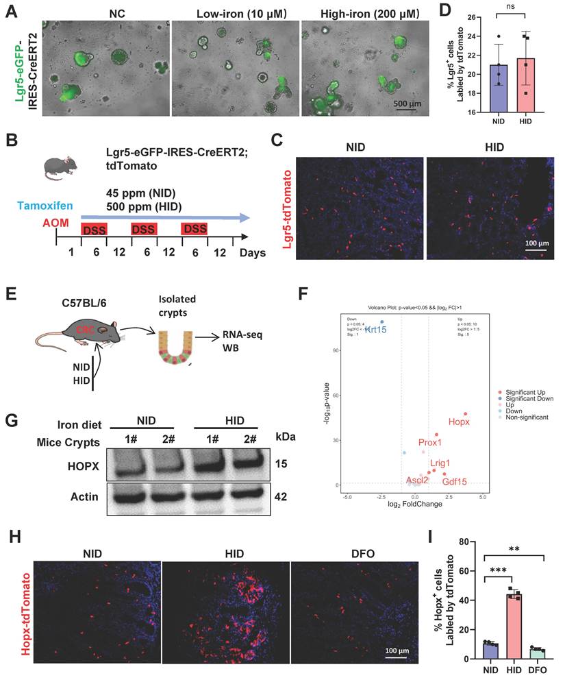 Int J Biol Sci Image