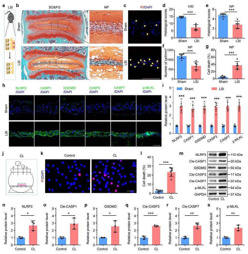 Int J Biol Sci Image