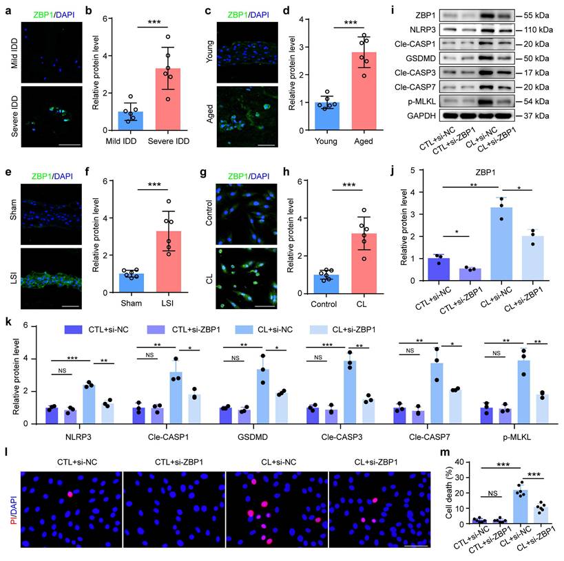 Int J Biol Sci Image
