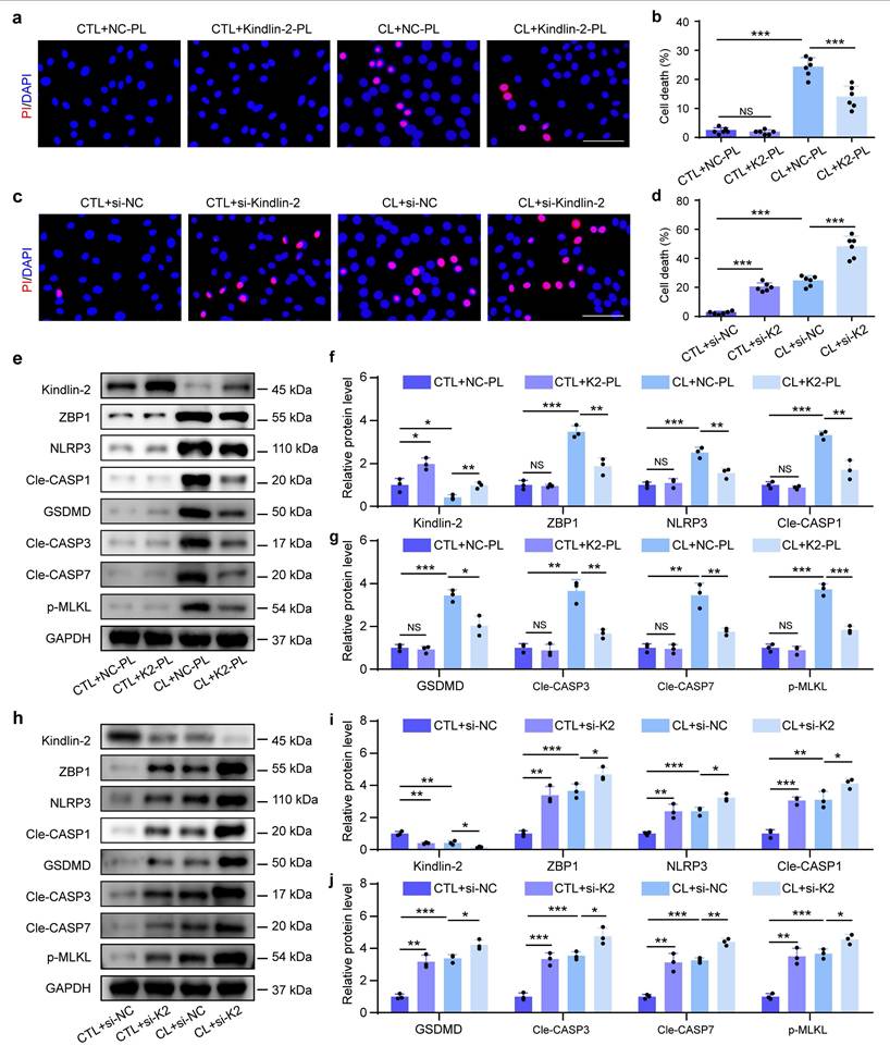 Int J Biol Sci Image