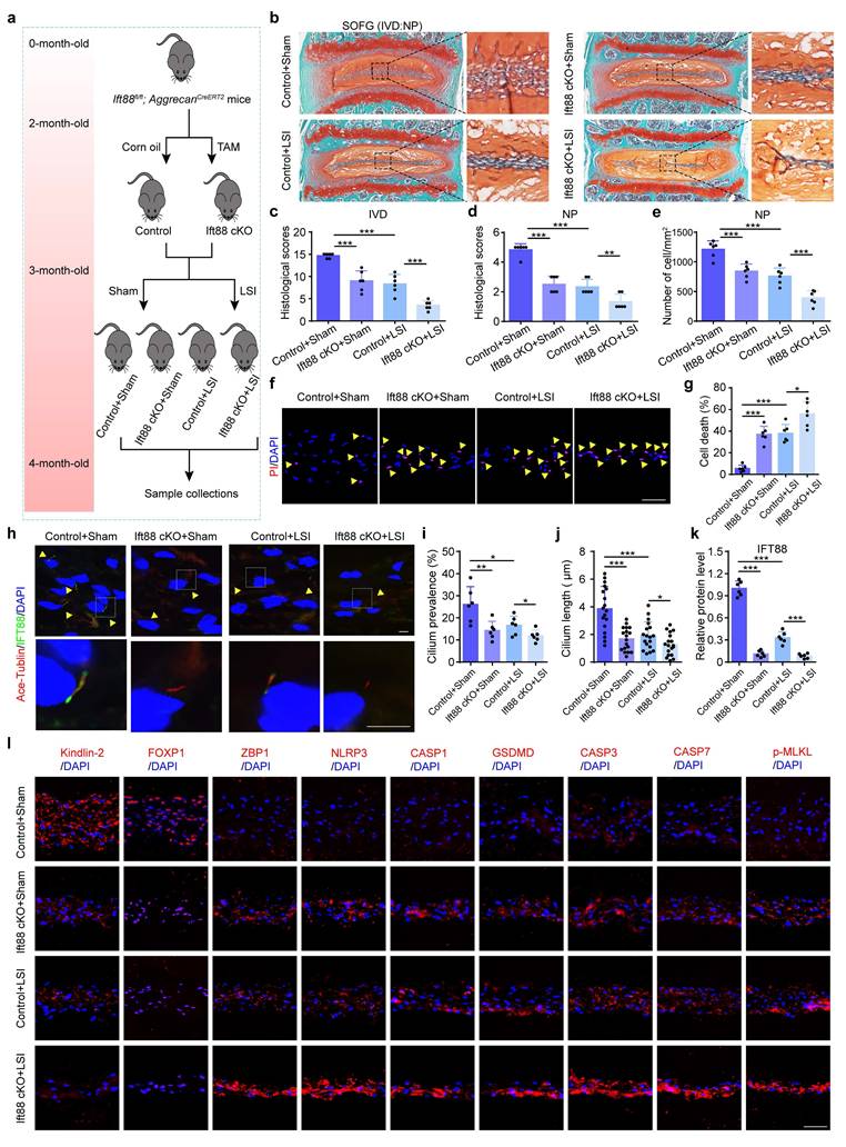 Int J Biol Sci Image