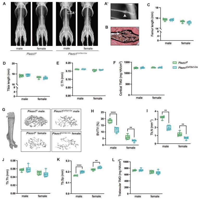 Int J Biol Sci Image