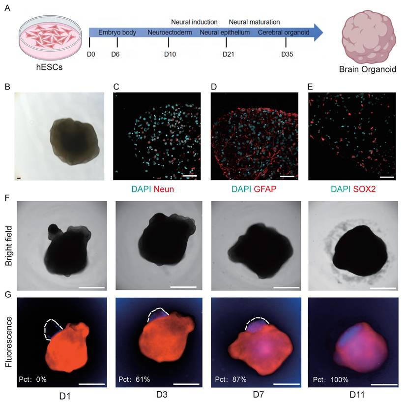 Int J Biol Sci Image
