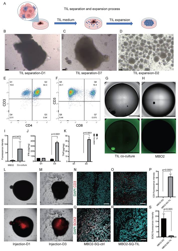 Int J Biol Sci Image