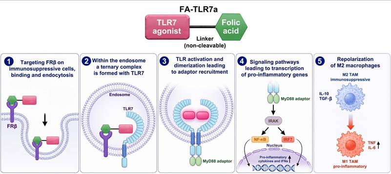 Int J Biol Sci Image