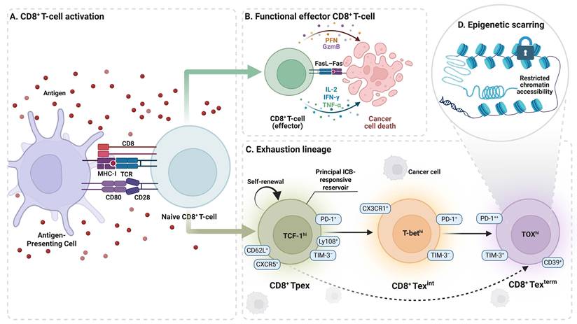 Int J Biol Sci Image