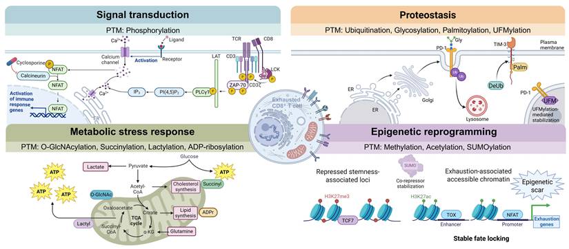 Int J Biol Sci Image