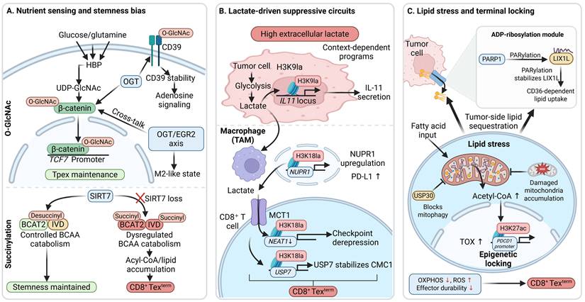 Int J Biol Sci Image