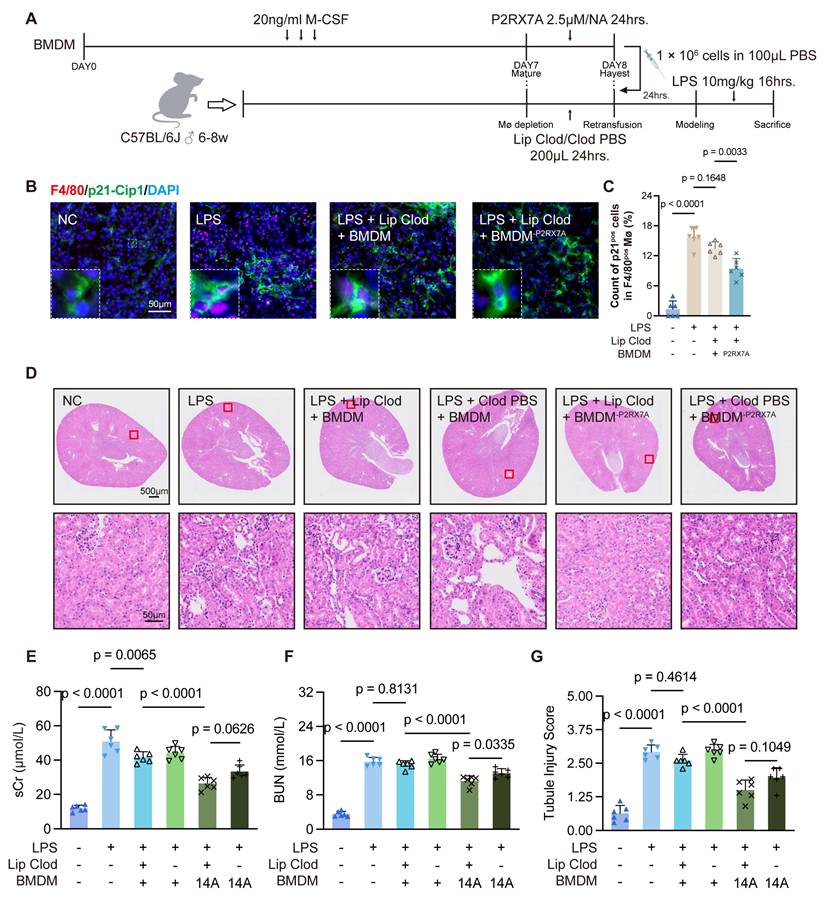 Int J Biol Sci Image