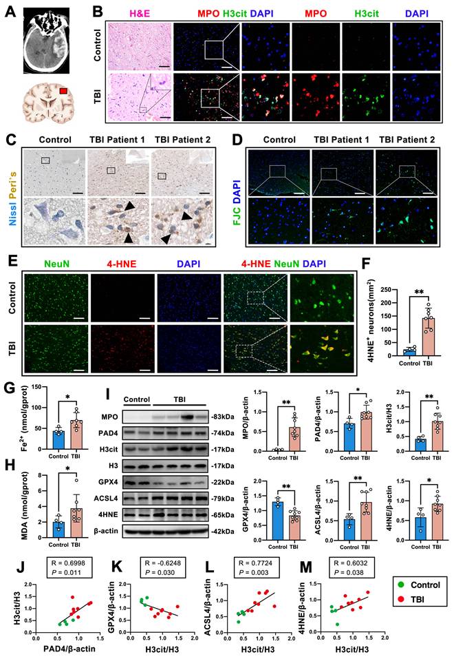 Int J Biol Sci Image
