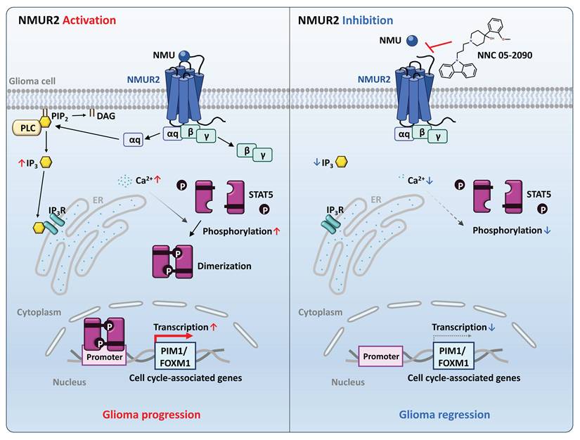 Int J Biol Sci Image