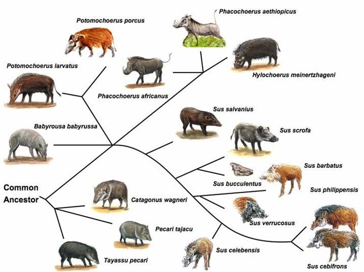 Suiforme diversity and phylogenetic relationship