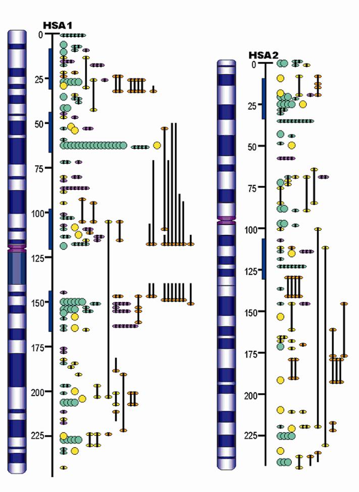 mammalian concordant lipogenesis QTL maps for human chromosomes 1 and 2